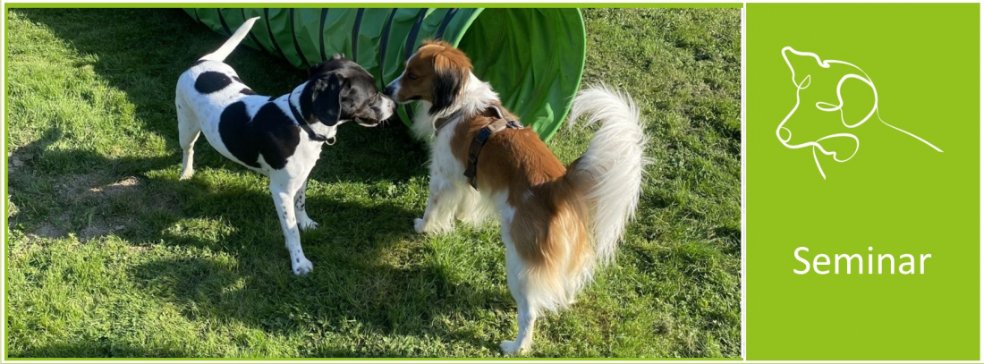 Seminar: Hundekontakte bewusst gestalten